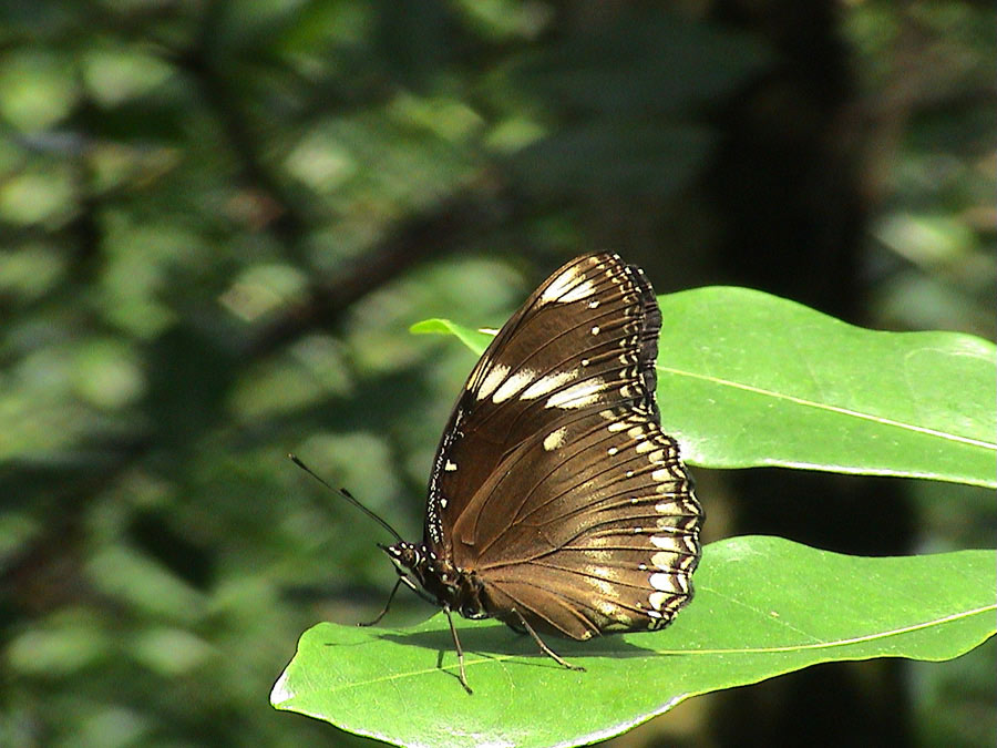 Schmetterling im Regenwald