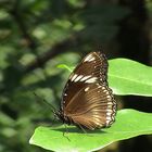 Schmetterling im Regenwald