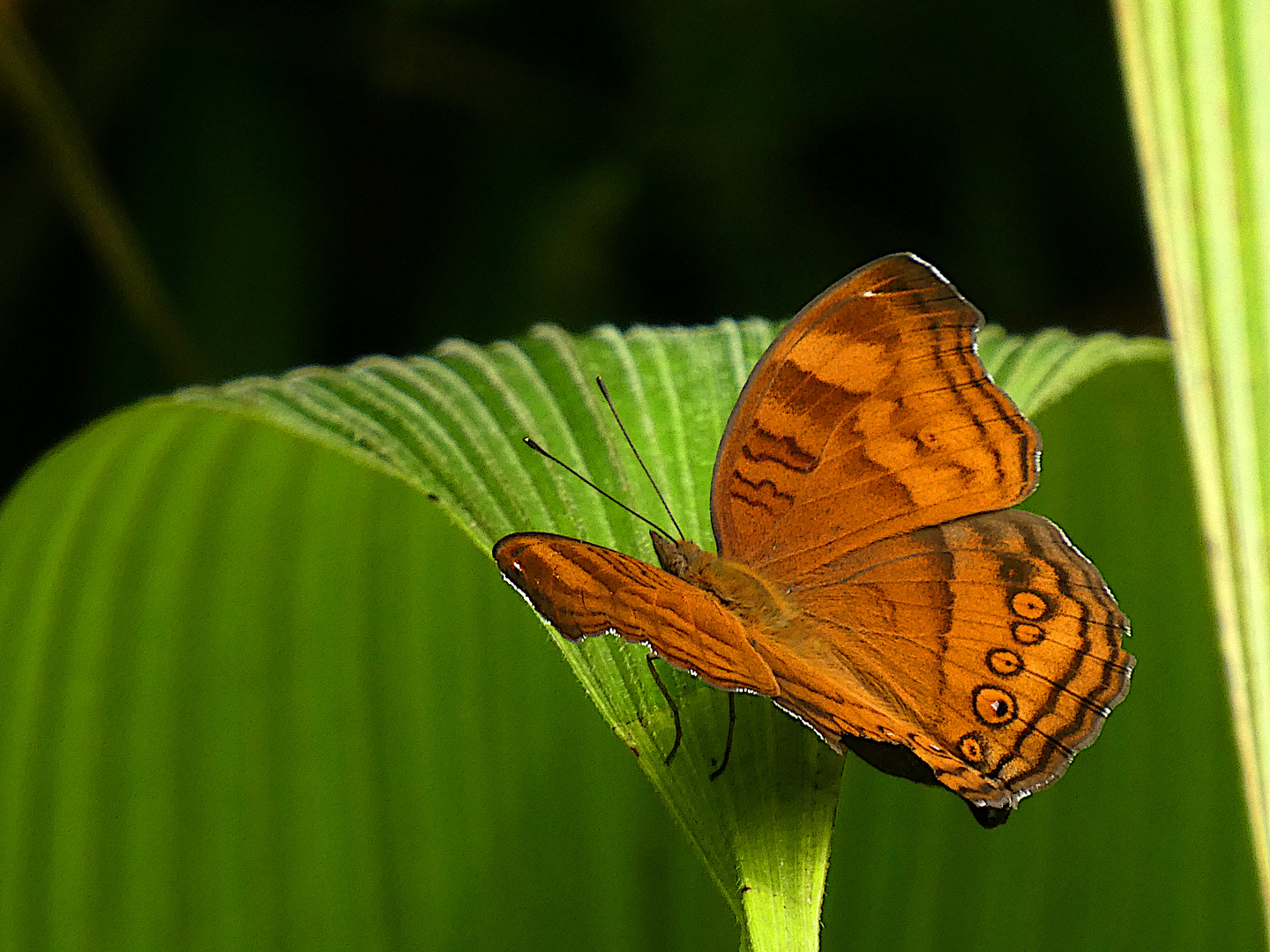 Schmetterling im Regenwald