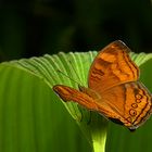 Schmetterling im Regenwald