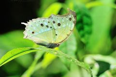 Schmetterling im Regenwald