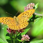 Schmetterling im Reintal