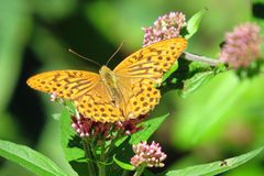 Schmetterling im Reintal