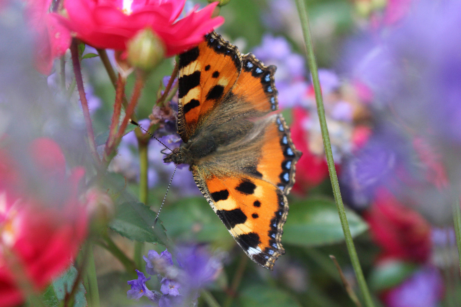 Schmetterling im Rosenbeet