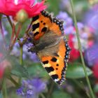 Schmetterling im Rosenbeet