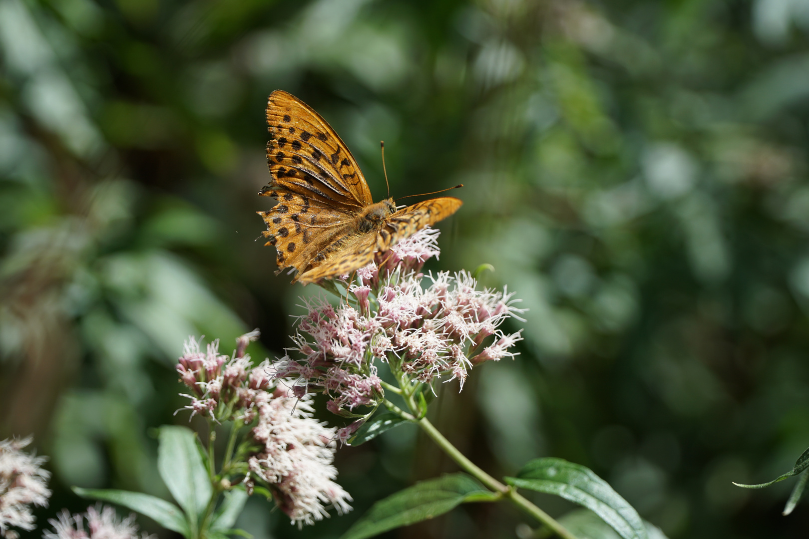 Schmetterling im Rothaargebirge