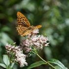 Schmetterling im Rothaargebirge