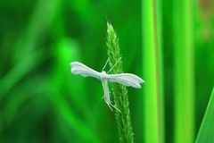 Schmetterling im Ruhestand