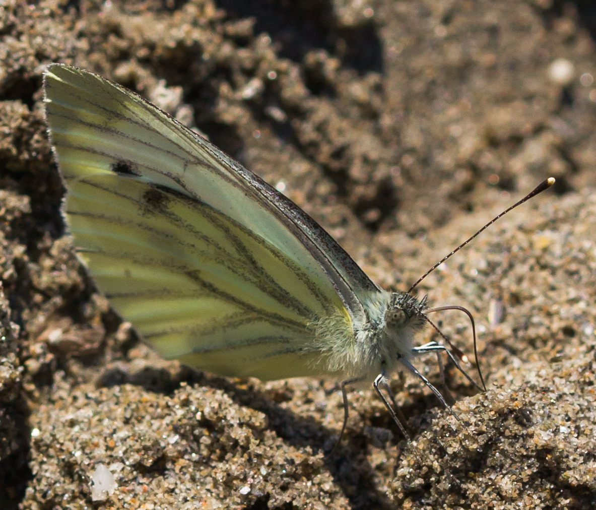 Schmetterling im Sand