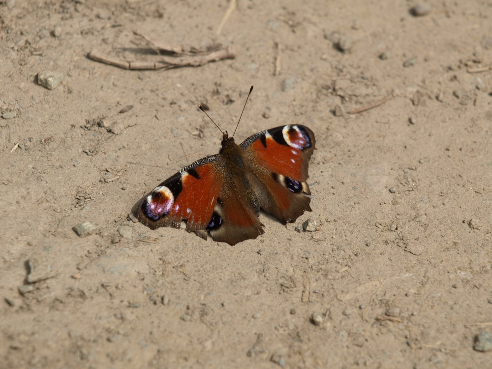 Schmetterling im Sand