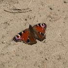 Schmetterling im Sand