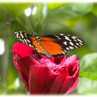 Schmetterling im Schmetterlinghaus fotografiert