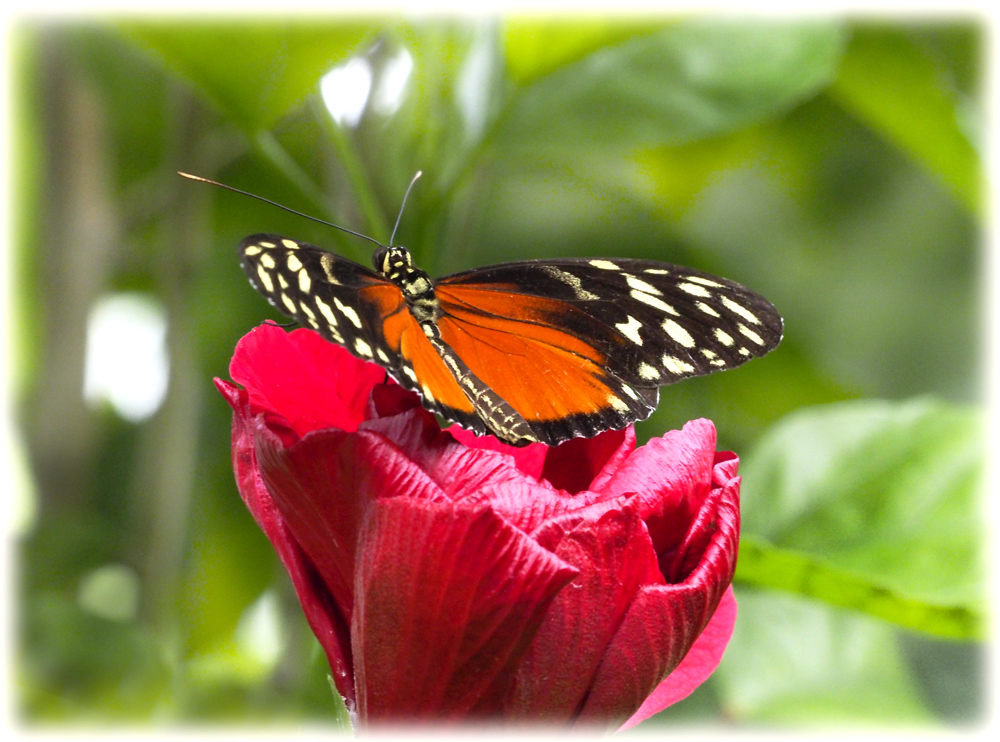 Schmetterling im Schmetterlinghaus fotografiert