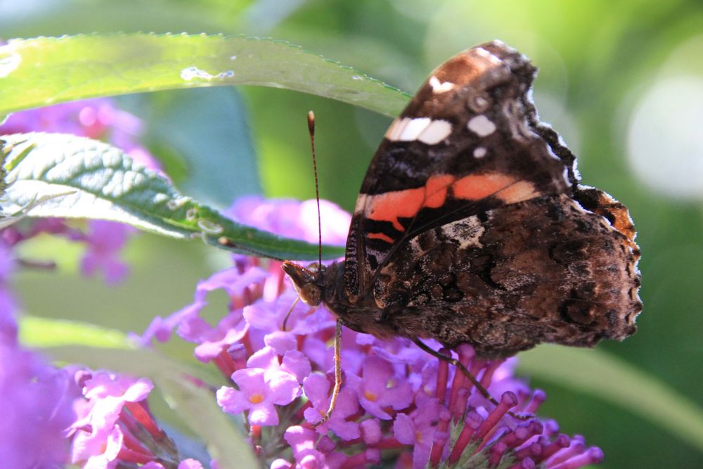 Schmetterling im Schmetterlingsflieder