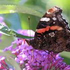 Schmetterling im Schmetterlingsflieder