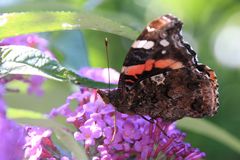 Schmetterling im Schmetterlingsflieder