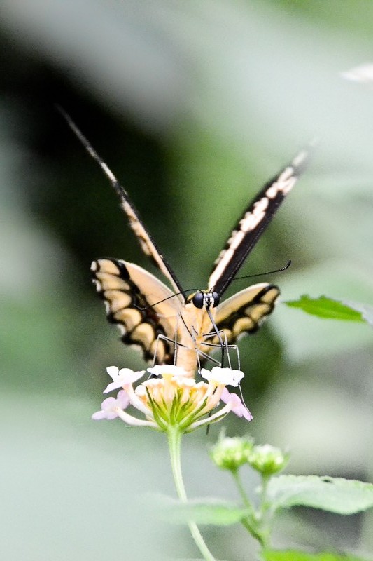 Schmetterling im Schmetterlingsgarten in Bendorf