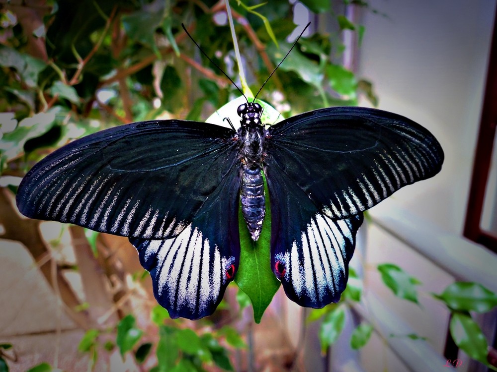 Schmetterling im Schmetterlingsgarten Sayn