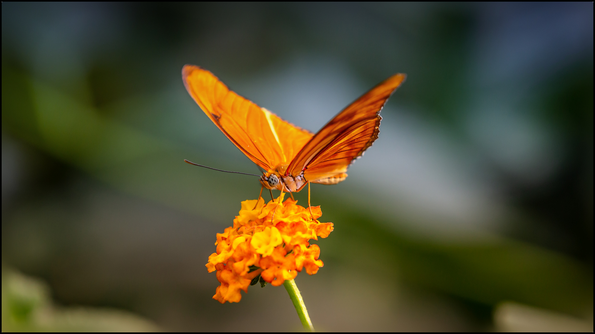 Schmetterling im Schmetterlingshaus