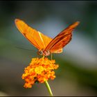 Schmetterling im Schmetterlingshaus