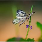 Schmetterling im Schmetterlingshaus