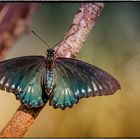 Schmetterling im Schmetterlingshaus