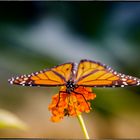 Schmetterling im Schmetterlingshaus