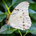 Schmetterling im Schmetterlingshaus