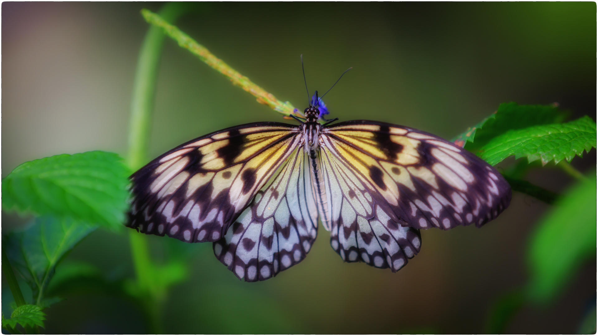 Schmetterling im Schmetterlingshaus