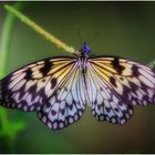 Schmetterling im Schmetterlingshaus