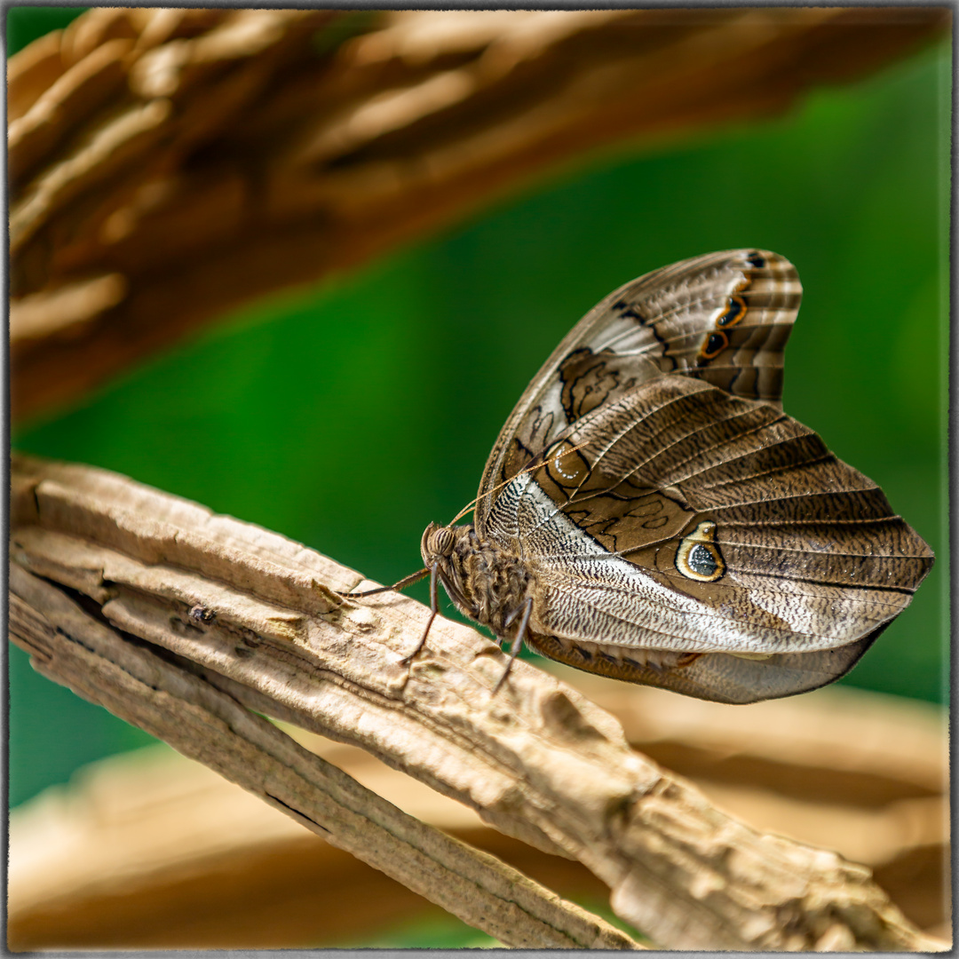 Schmetterling im Schmetterlingshaus