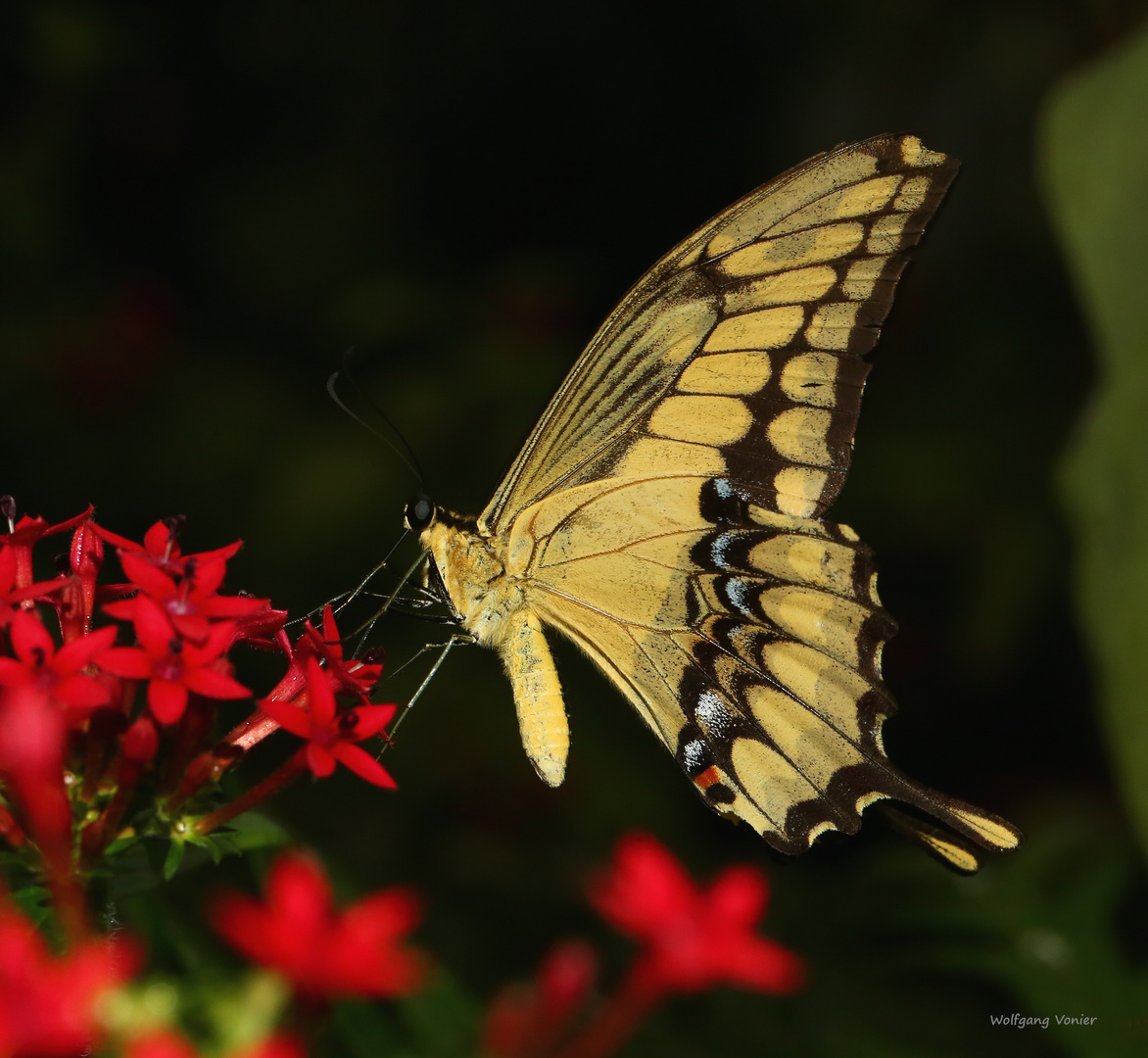 Schmetterling im Schmetterlingshaus auf der Insel Mainau