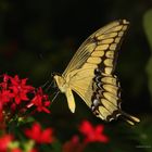 Schmetterling im Schmetterlingshaus auf der Insel Mainau