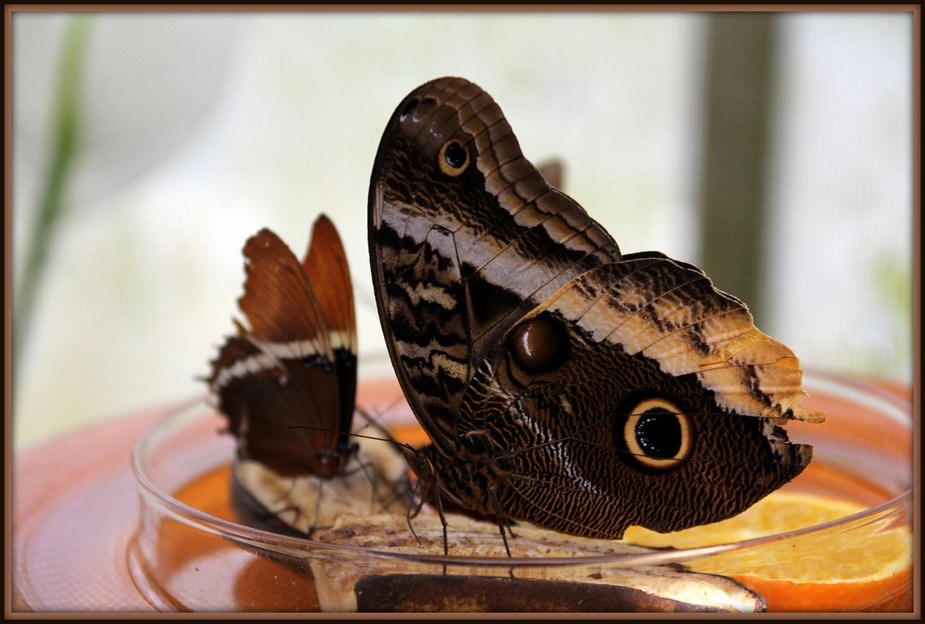 Schmetterling, im Schmetterlingshaus auf der Insel Mainau