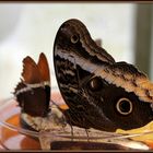 Schmetterling, im Schmetterlingshaus auf der Insel Mainau