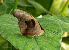 Schmetterling im Schmetterlingshaus auf der Insel Mainau