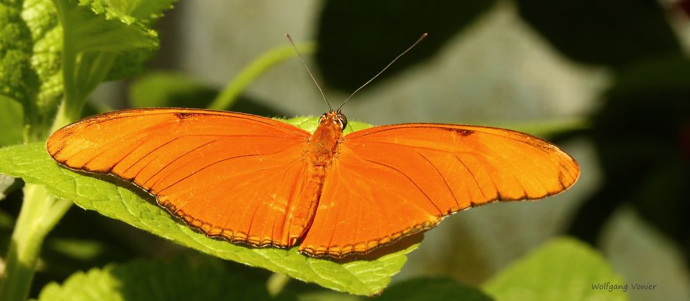 Schmetterling im Schmetterlingshaus auf der Insel Mainau