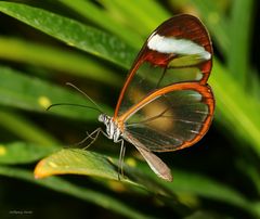 Schmetterling im Schmetterlingshaus auf der Insel Mainau