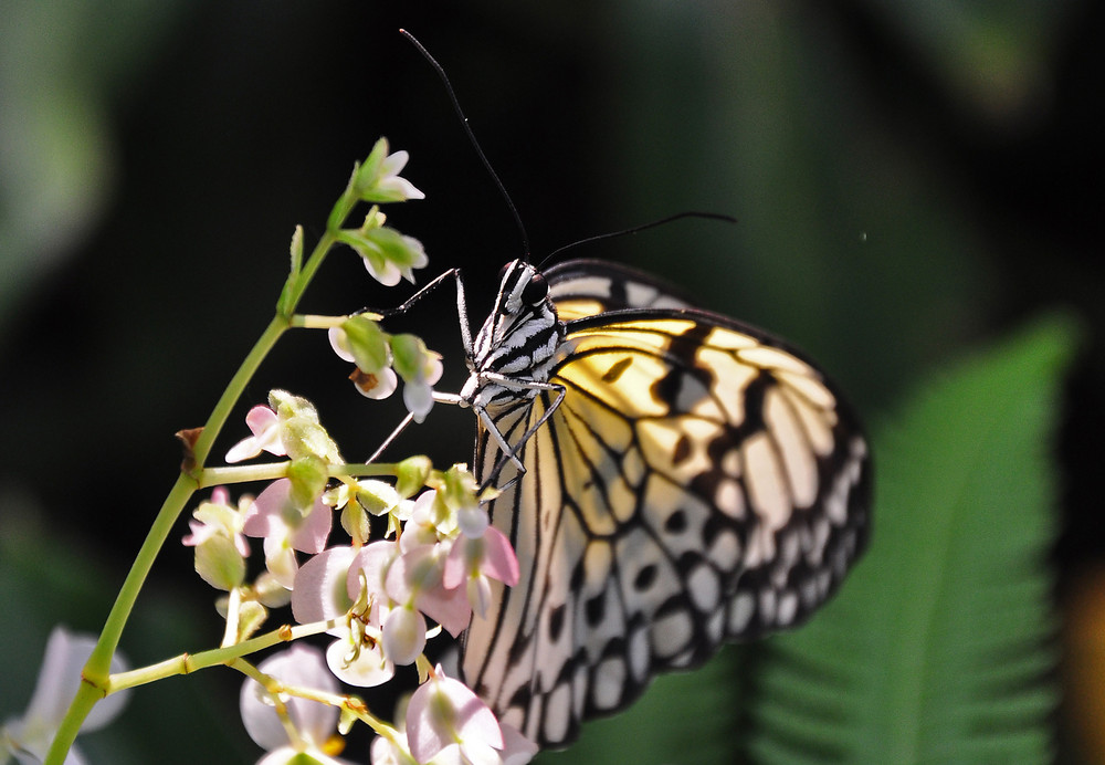 Schmetterling im Schmetterlingshaus auf der Insel Mainau