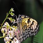 Schmetterling im Schmetterlingshaus auf der Insel Mainau