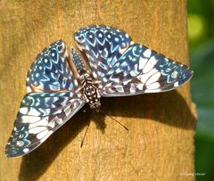 Schmetterling im Schmetterlingshaus auf der Insel Mainau