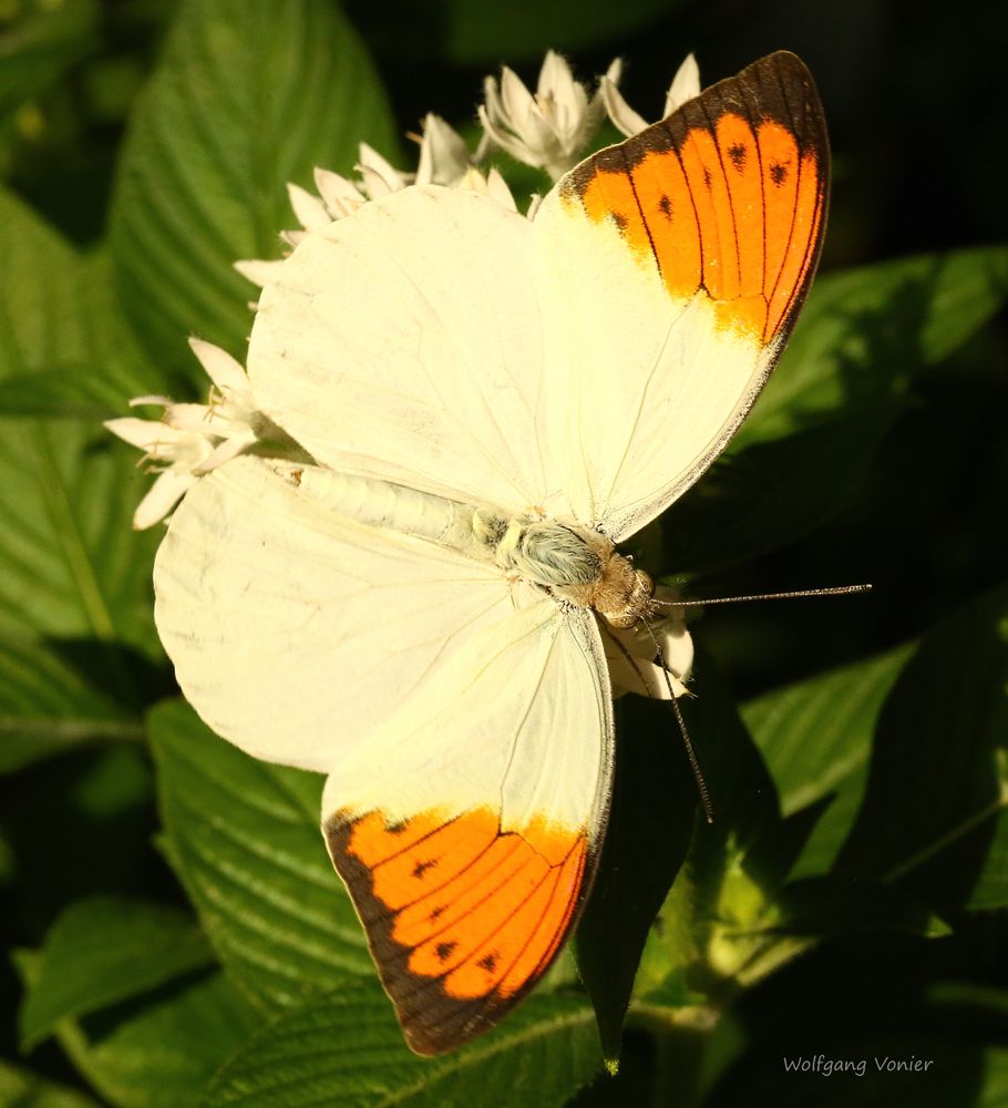 Schmetterling im Schmetterlingshaus auf der Insel Mainau