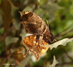 Schmetterling im Schmetterlingshaus auf der Insel Mainau,