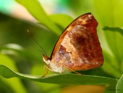 Schmetterling im Schmetterlingshaus auf der Insel Mainau