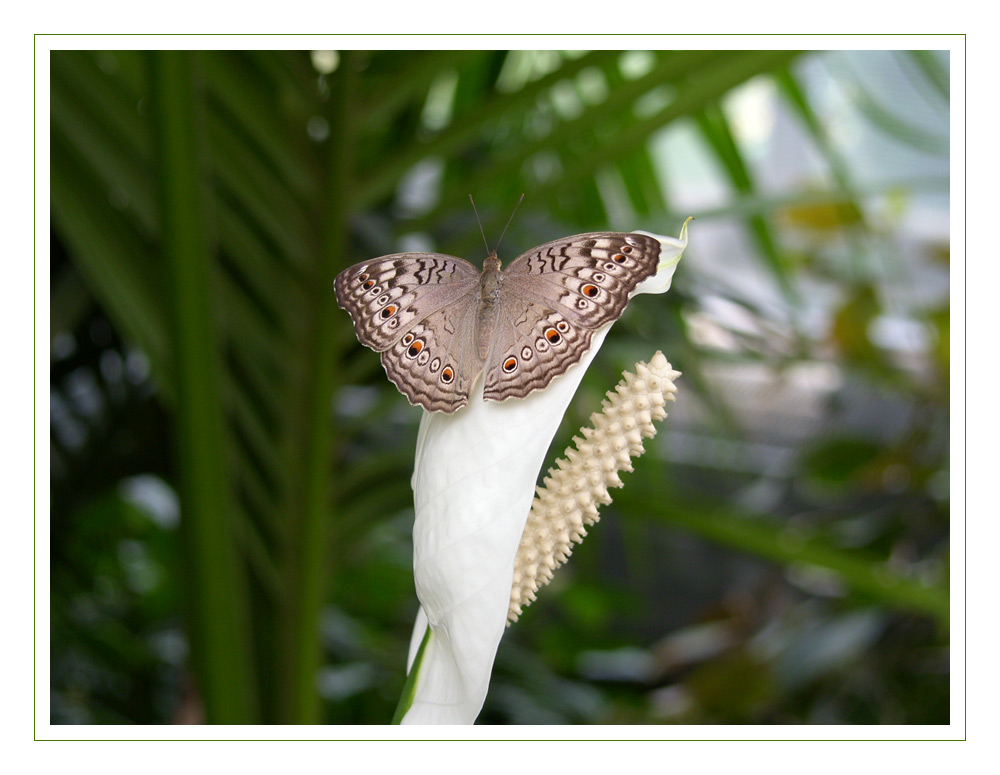 Schmetterling im Schmetterlingshaus auf Mainau