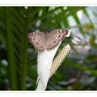 Schmetterling im Schmetterlingshaus auf Mainau