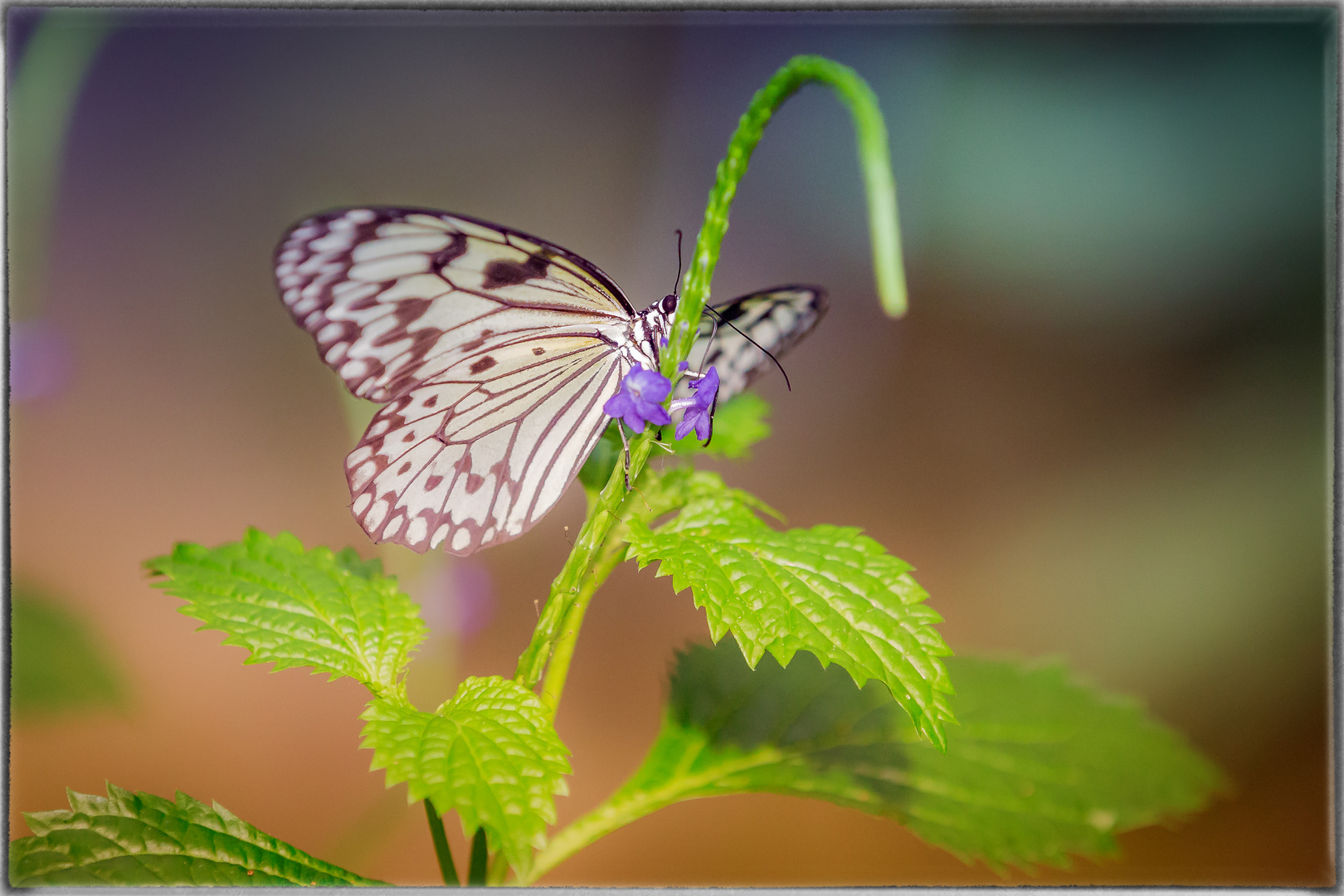 Schmetterling im Schmetterlingshaus