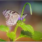 Schmetterling im Schmetterlingshaus