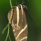 Schmetterling im Schmetterlingshaus der Insel Mainau