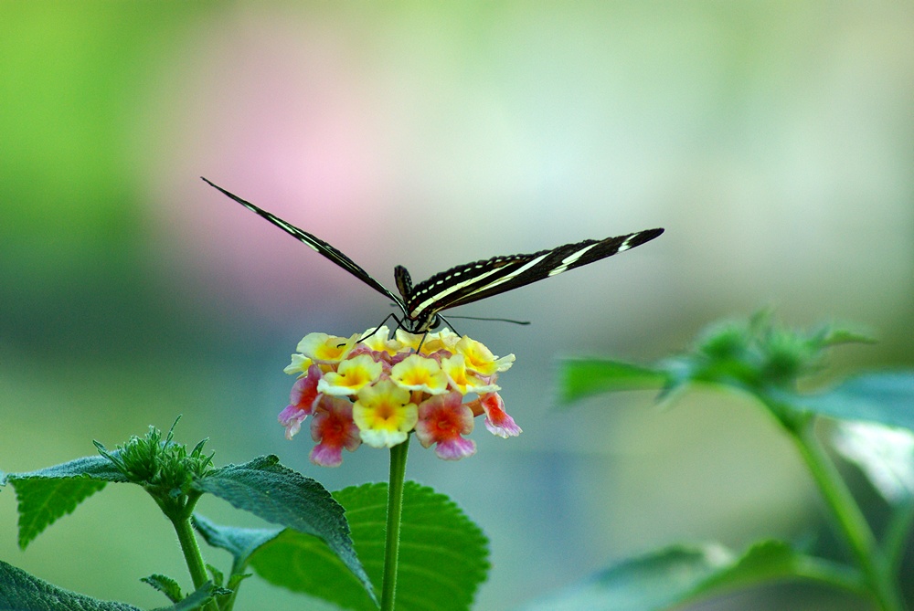 Schmetterling im Schmetterlingshaus der Wilhema (Stuttgart)